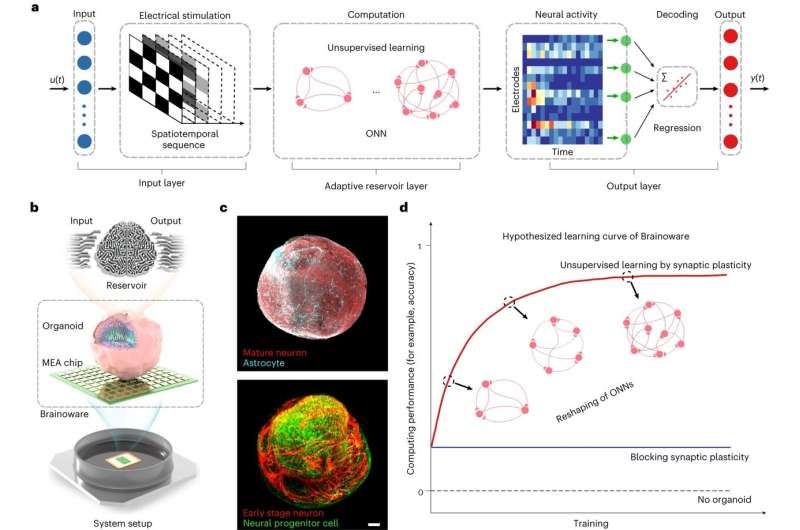  Brain tissue on a chip achieves voice recognition