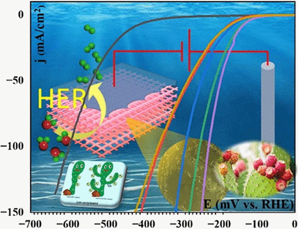 Cactus plant inspires cost-effective hydrogen productionCactus plant inspires cost-effective hydrogen production