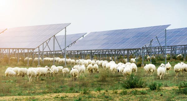 How solar farms can double as havens for Australia’s wildlifeHow solar farms can double as havens for Australia’s wildlife