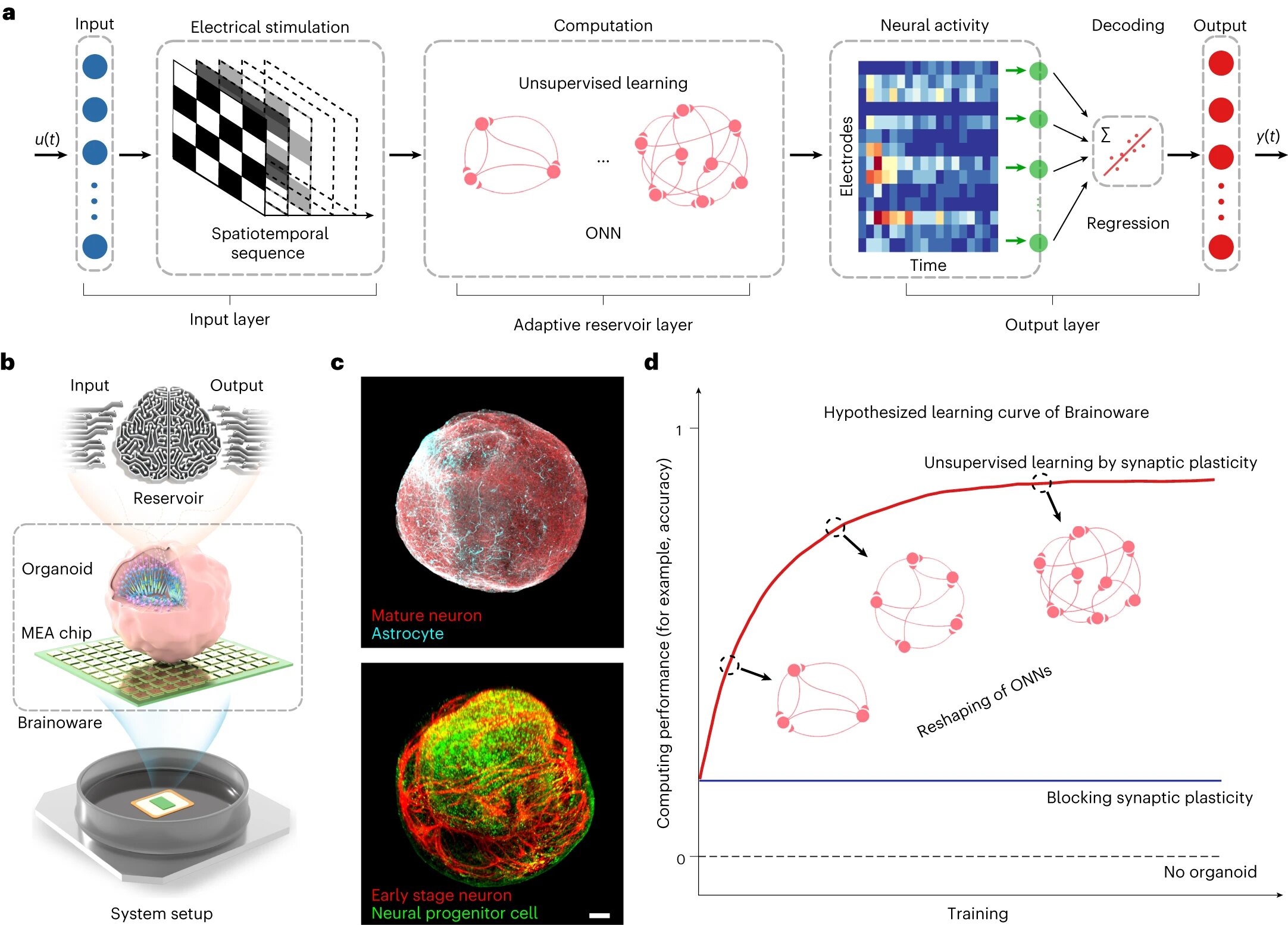 Brain tissue on a chip achieves voice recognitionBrain tissue on a chip achieves voice recognition