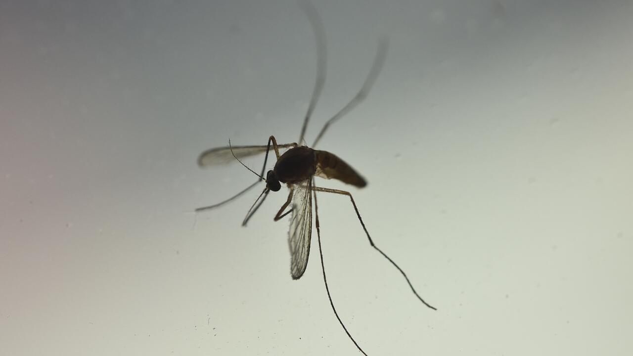 How the tiger mosquito invaded France and what can be done to stop itHow the tiger mosquito invaded France and what can be done to stop it