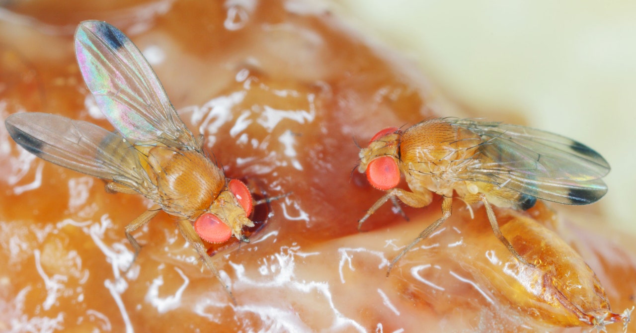 Scientists Are Gene-Editing Flies to Fight Crop DamageScientists Are Gene-Editing Flies to Fight Crop Damage