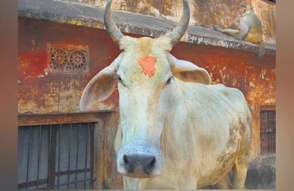 Sacred animalsSacred animals